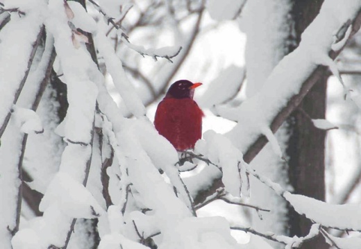 red-enhanced