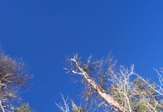 dead tree sky