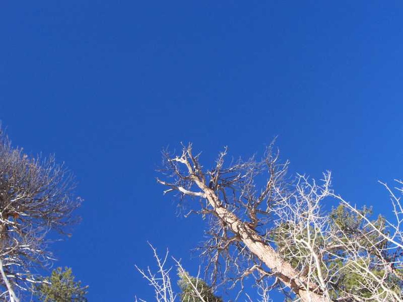 dead_tree_sky.jpg